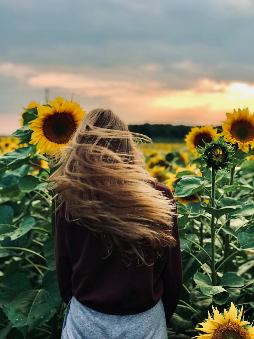 woman in maroon long sleeve shirt standing on sunflower field